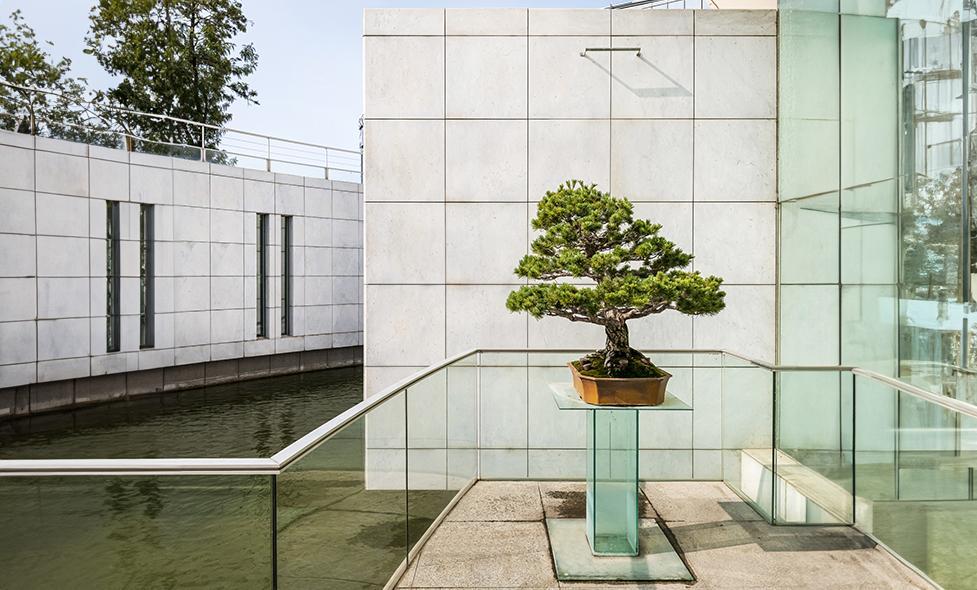 Animation bonsaï - Agrandir l'image, fenêtre modale