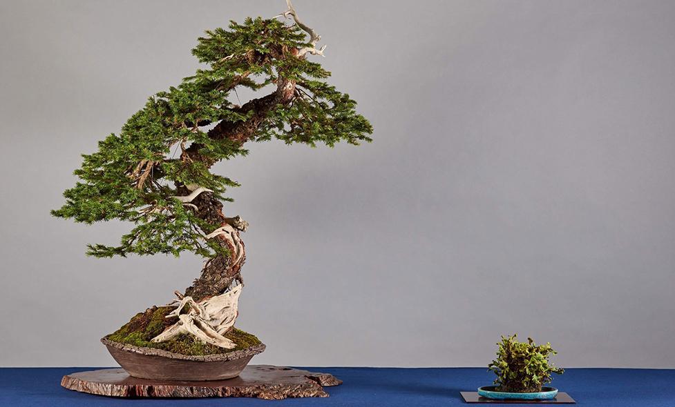 Atelier bonsaï - Agrandir l'image, fenêtre modale