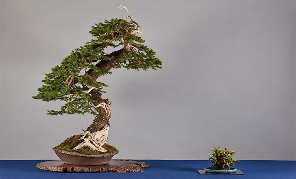 Animation bonsaï - Agrandir l'image, fenêtre modale