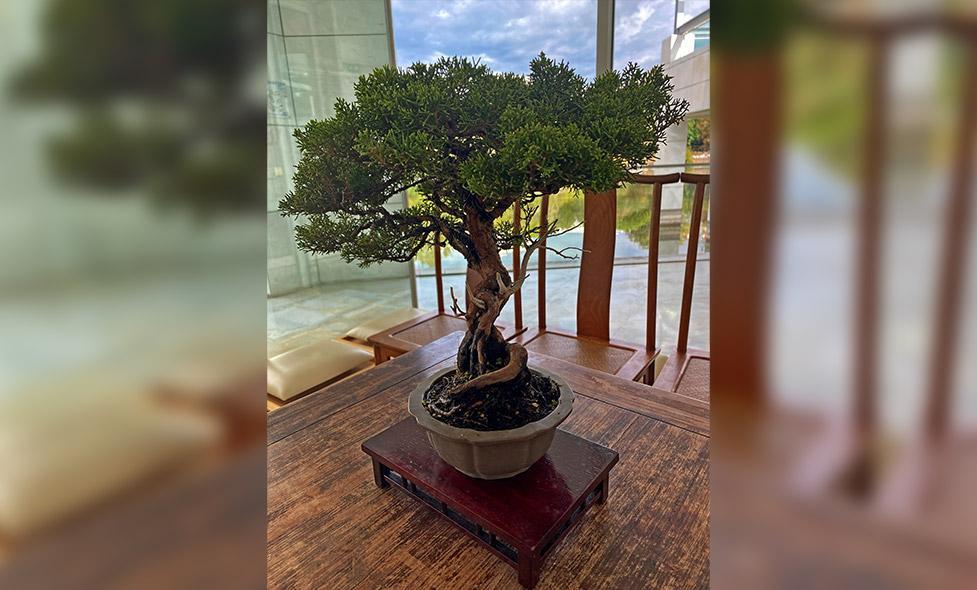 Animation Bonsaï - Agrandir l'image, fenêtre modale